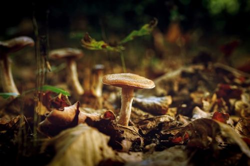 mushroom fungus plant