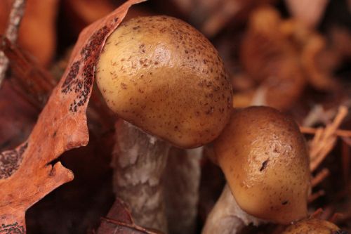 mushroom autumn leaf