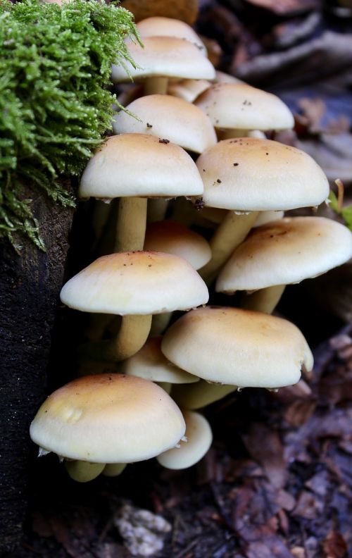 mushroom autumn forest