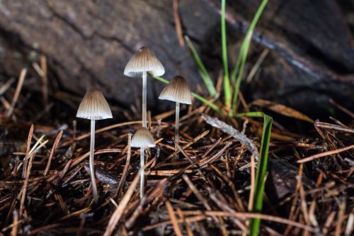 mushrooms grass color