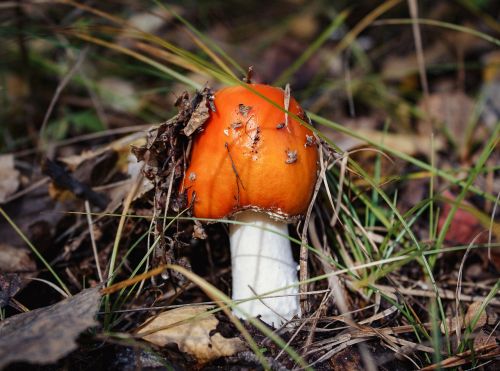 mushroom forest autumn