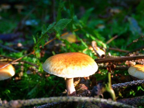 mushroom forest yellow hat