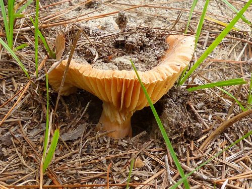 mushroom close-up plant
