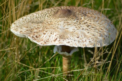 mushroom plant forest