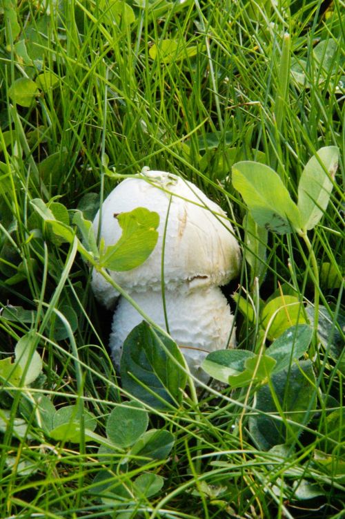 mushroom hidden in the grass