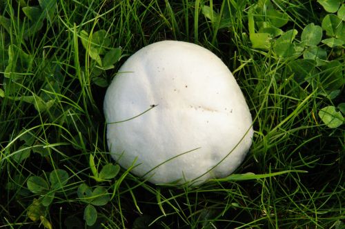 mushroom meadow thick