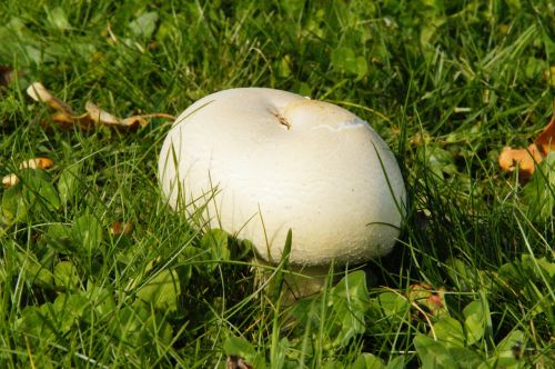 mushroom grass meadow