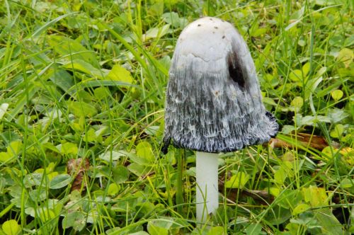 mushroom meadow autumn
