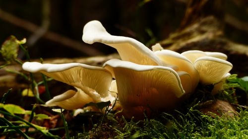mushroom wet forrest