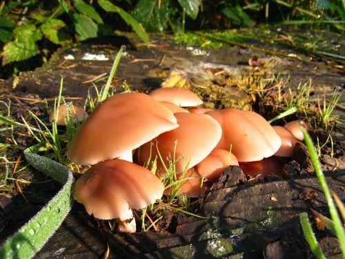 mushroom dewdrops autumn