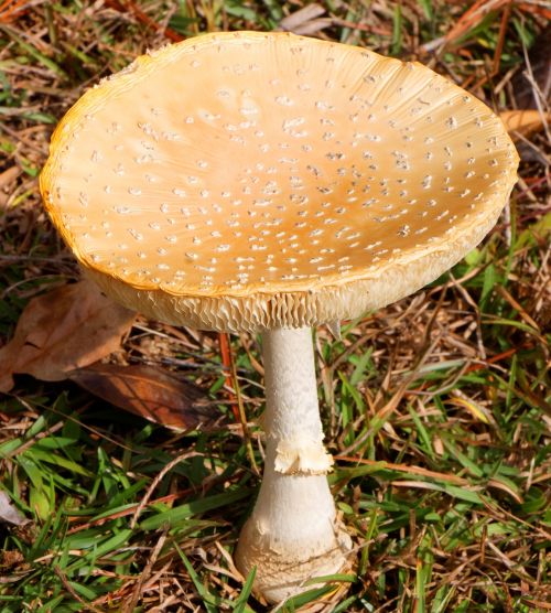 mushroom amanita muscaria flavivolvata