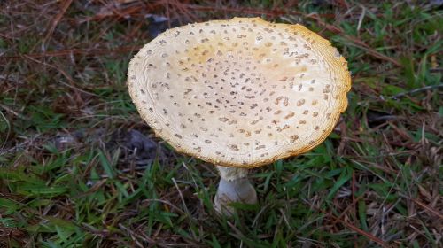 mushroom amanita muscaria flavivolvata