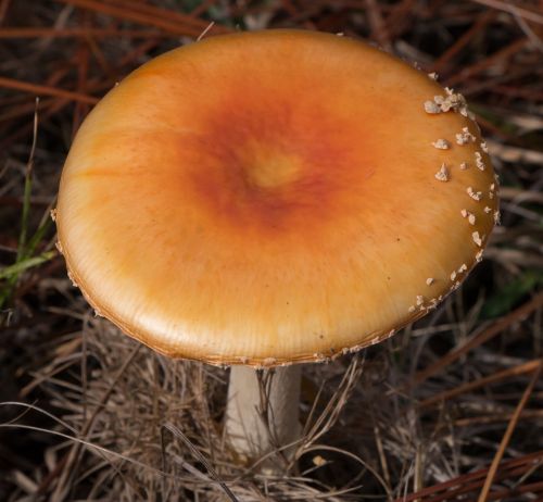 mushroom amanita muscaria fly agaric