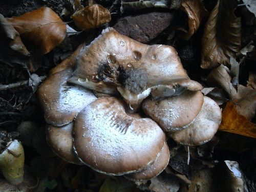mushroom mushrooms group