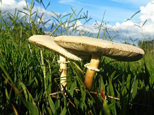 mushroom nature flower