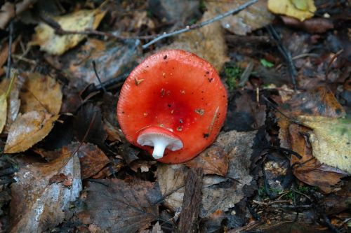 mushroom red forest mushroom