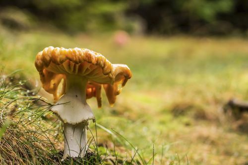 mushroom agaric nature