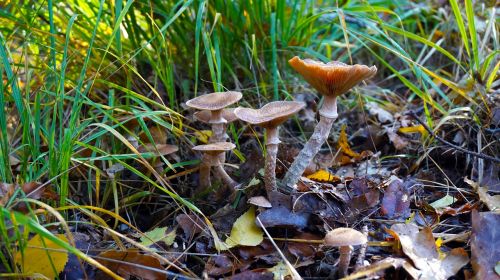 mushroom agaric nature