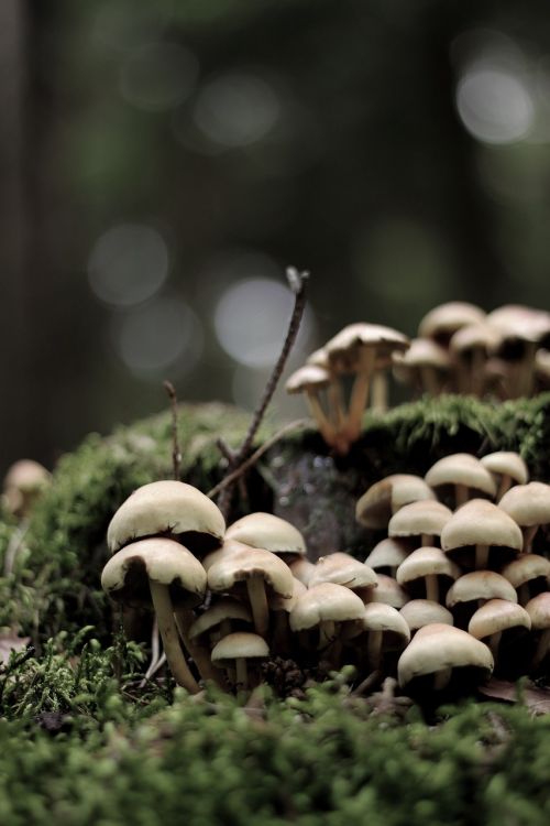 mushroom nature live