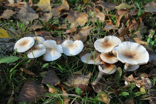 mushroom plant nature