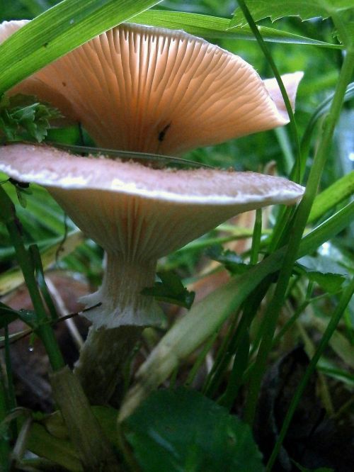 mushroom reddish nature