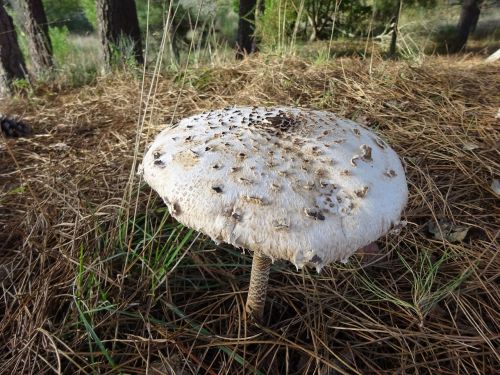 mushroom nature portugal