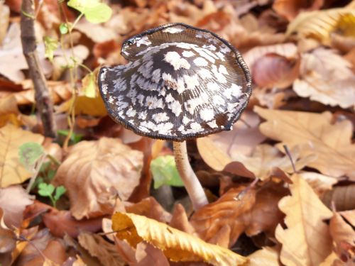 mushroom autumn avar
