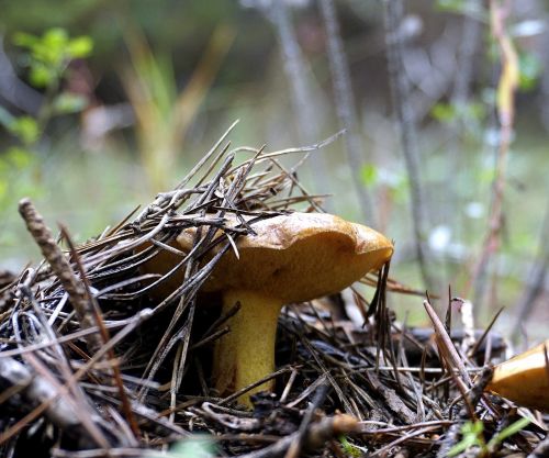 mushroom wild fungus