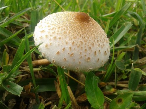 mushroom nature fungus