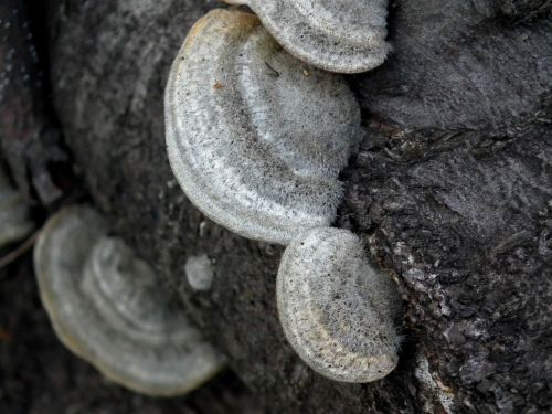 mushroom tree fungus forest