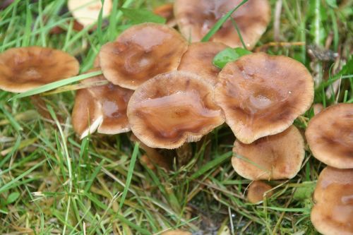 mushroom nature wet