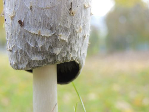 mushroom weis hat