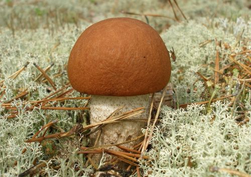mushroom podosinnovik forest