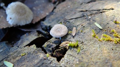 mushroom wabi-sabi nature