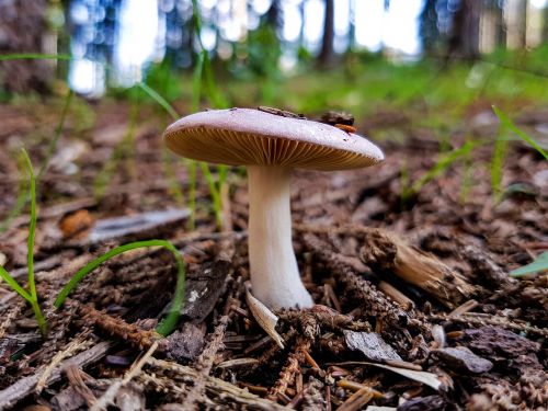 mushroom forest terry