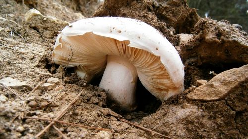 mushroom amanita fungus