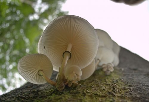 mushroom porcelain fungus white