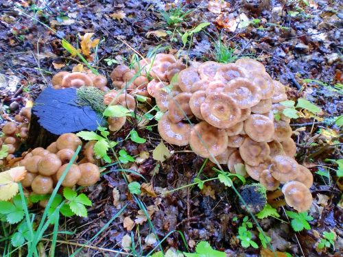 mushroom plant forest