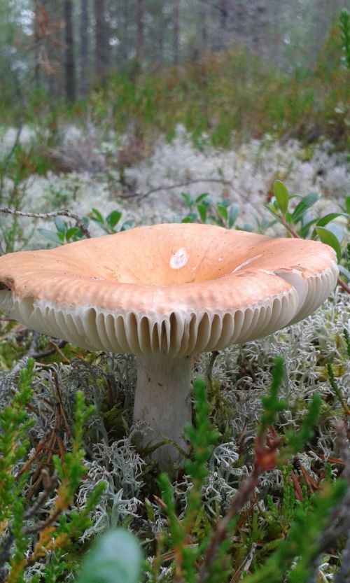 mushroom in the woods autumn