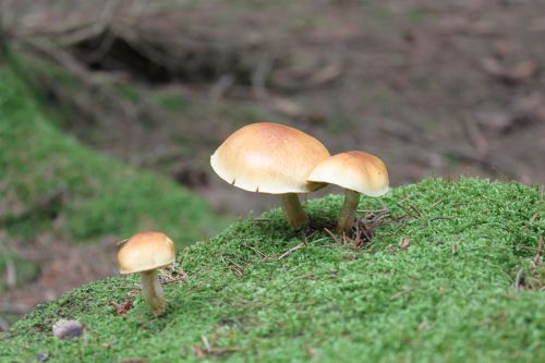 mushroom nature forest