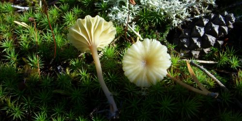 mushroom moss mushroom cap