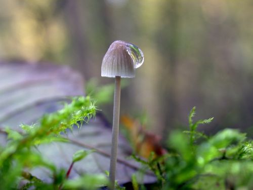 mushroom drop of water forest