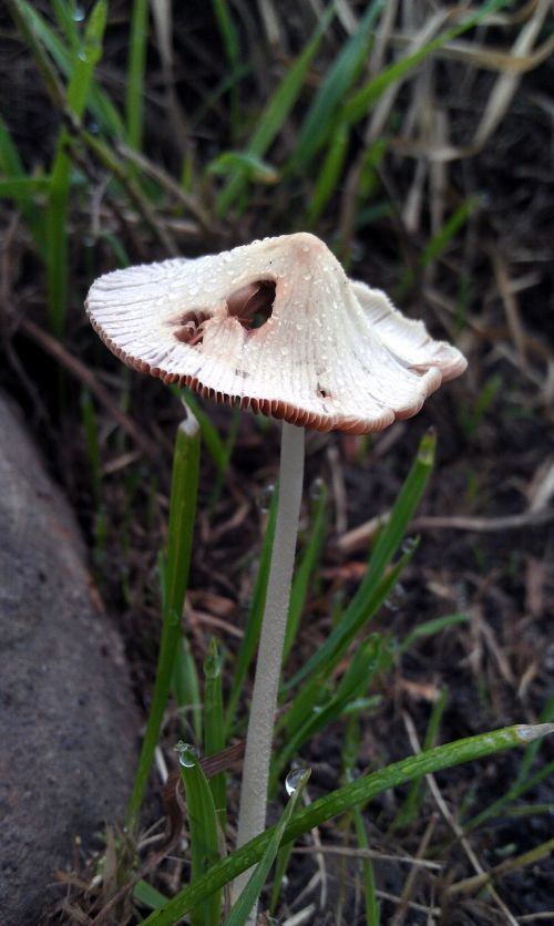 mushroom toadstool poisonous mushroom