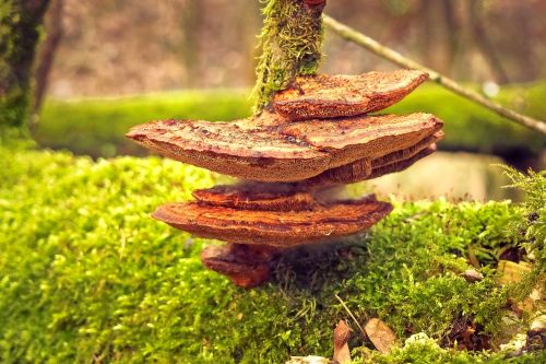 mushroom tree fungus nature