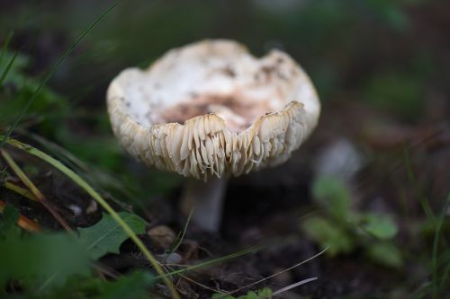 mushroom nature wilderness