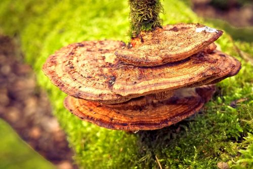 mushroom tree fungus nature