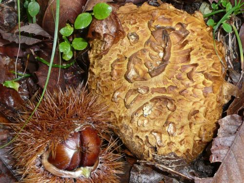mushroom bovist chestnuts