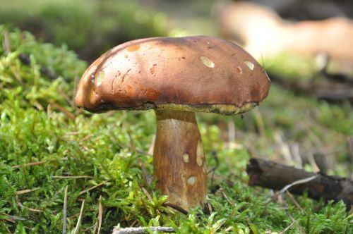 mushroom moss forest litter