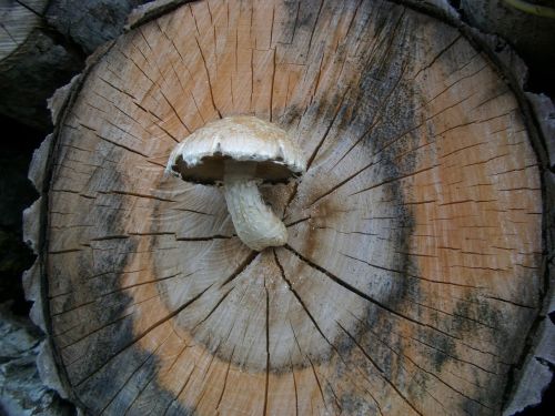 mushroom nature log