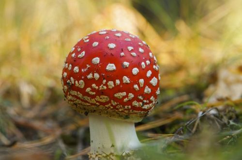 mushroom nature fresh